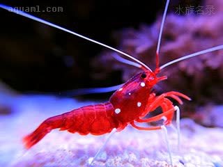 锯齿鞭腕虾 - 印度洋火焰虾 Lysmata debelius
