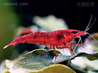 Neocaridina davidi Neocaridina davidi cv.'bloody mary'  (血腥玛丽虾)