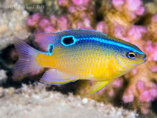 Chrysiptera unimaculata 无斑金翅雀鲷