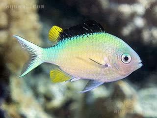 青魔 Chromis viridis 蓝绿光鳃鱼  雄鱼繁殖期体色