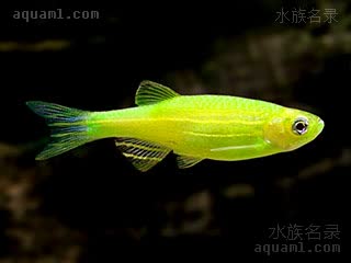 Danio rerio Danio rerio cv.'electric green'  (青苹果斑马)