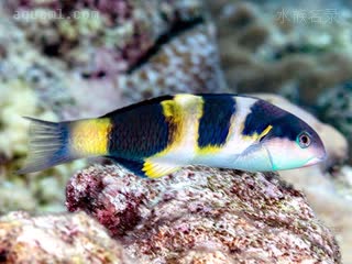 Thalassoma jansenii 詹氏锦鱼