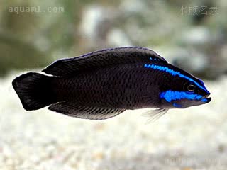 Pseudochromis Pseudochromis springeri