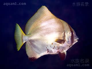 大理石燕鱼 Platax batavianus 印度尼西亚燕鱼 成鱼 