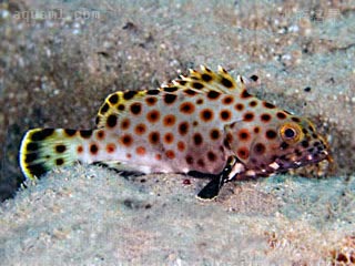  Epinephelus macrospilos 大斑石斑鱼 幼鱼 斑点相对较少较稀疏