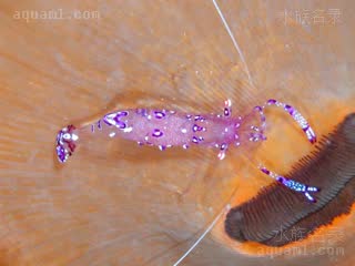 妙音海葵虾 Ancylomenes sarasvati 妙音曲腰虾[暂]  背部